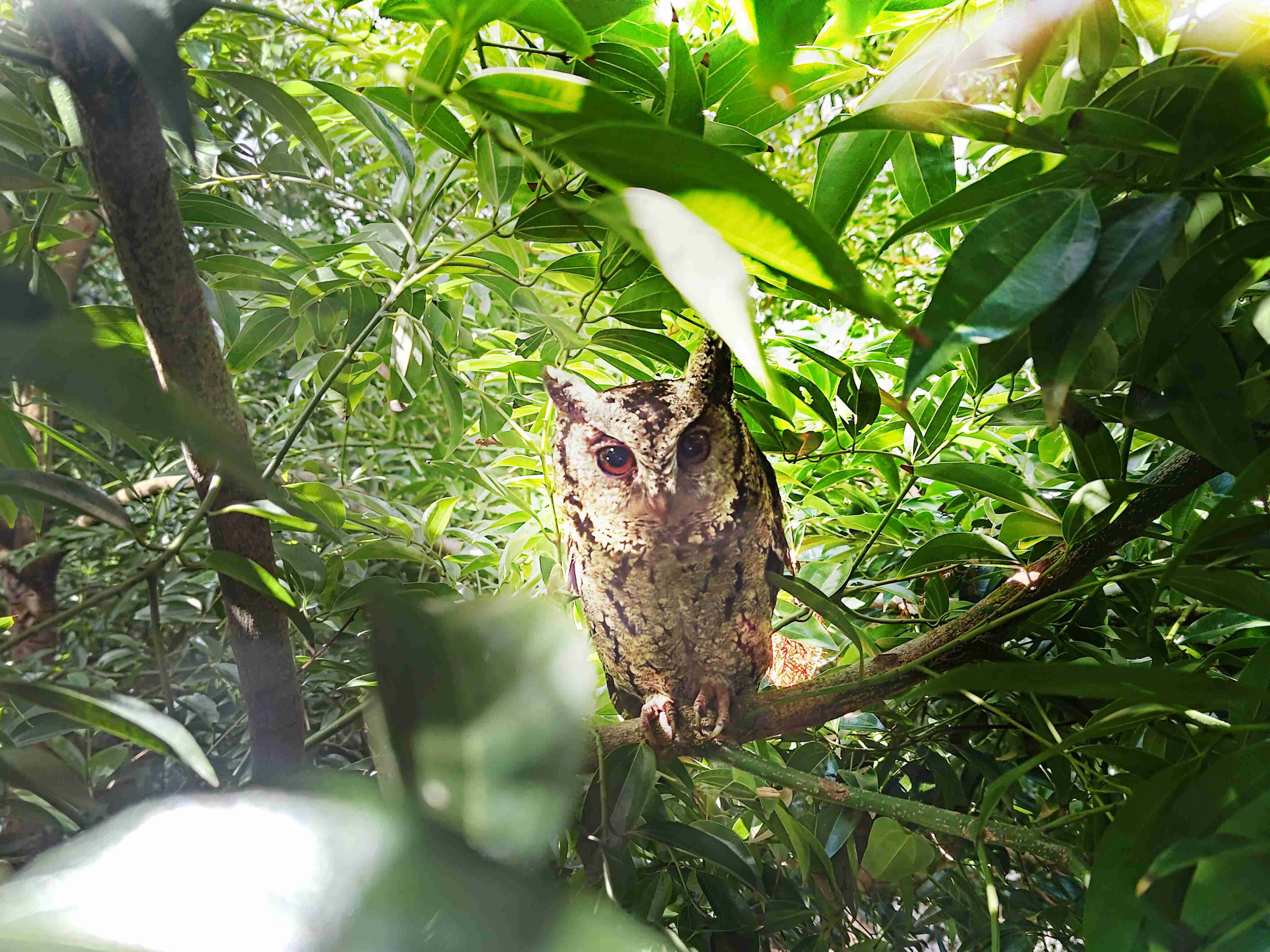 银河集团致力提倡净零绿生活，，，，16年以来在全球各厂区植树逾百万棵，，，，造就各厂区树木蔚然成林，，犹如森林工厂，，成为许多生物的栖息地